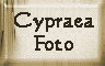 cypraea pictures