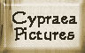 cypraea pictures